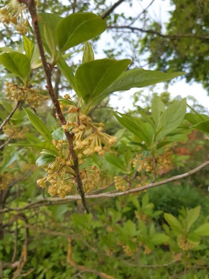 Lindera erythrocarpa 4