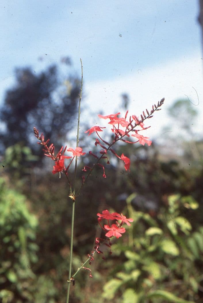 Plumbago 3