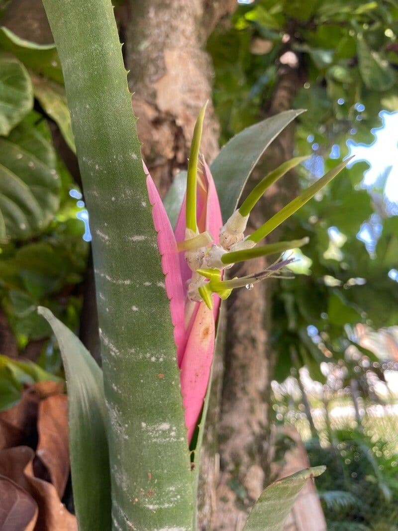 Billbergia 3