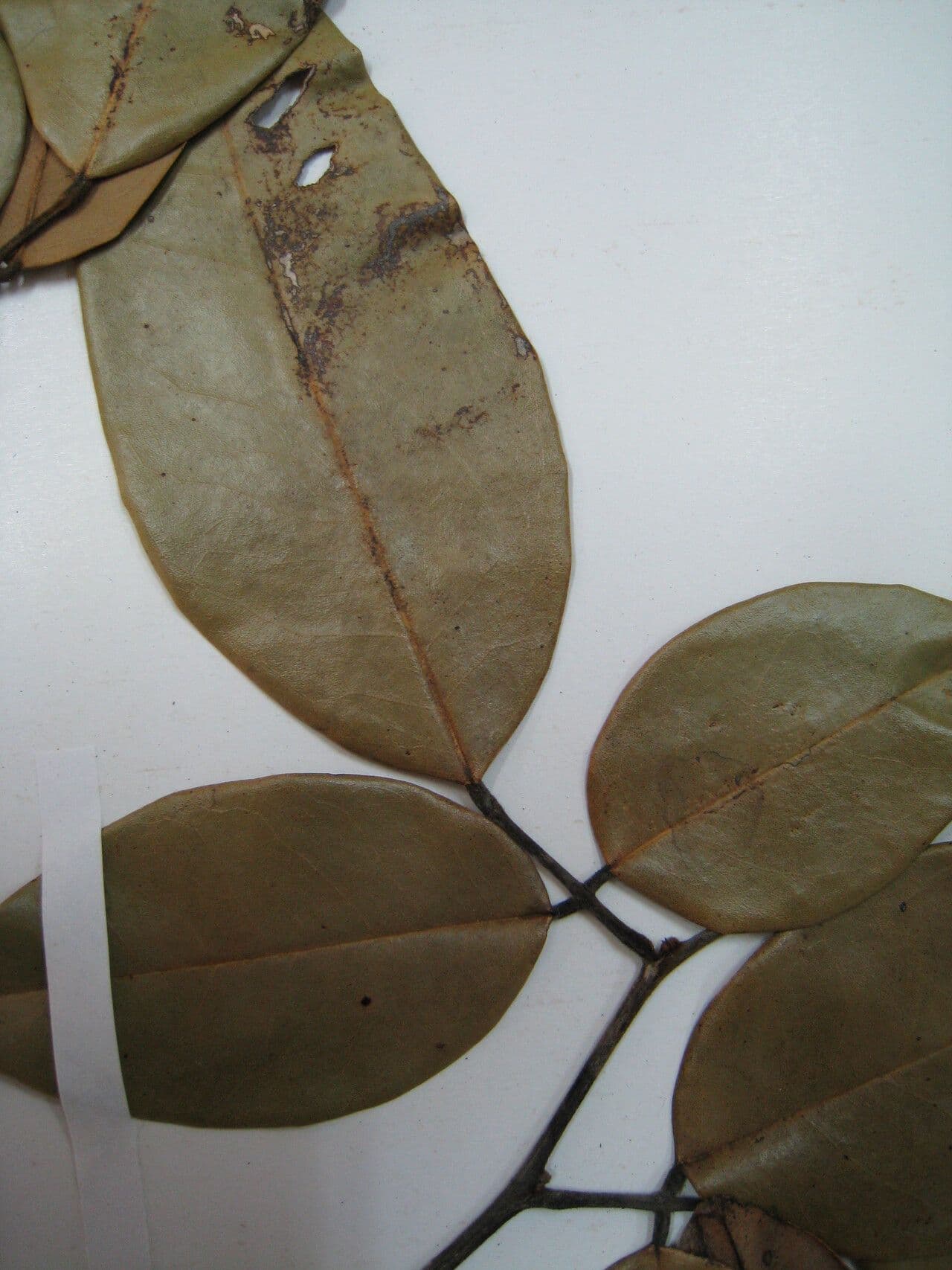 Swartzia 4