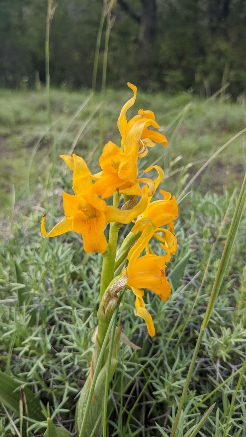 Chloraea 5