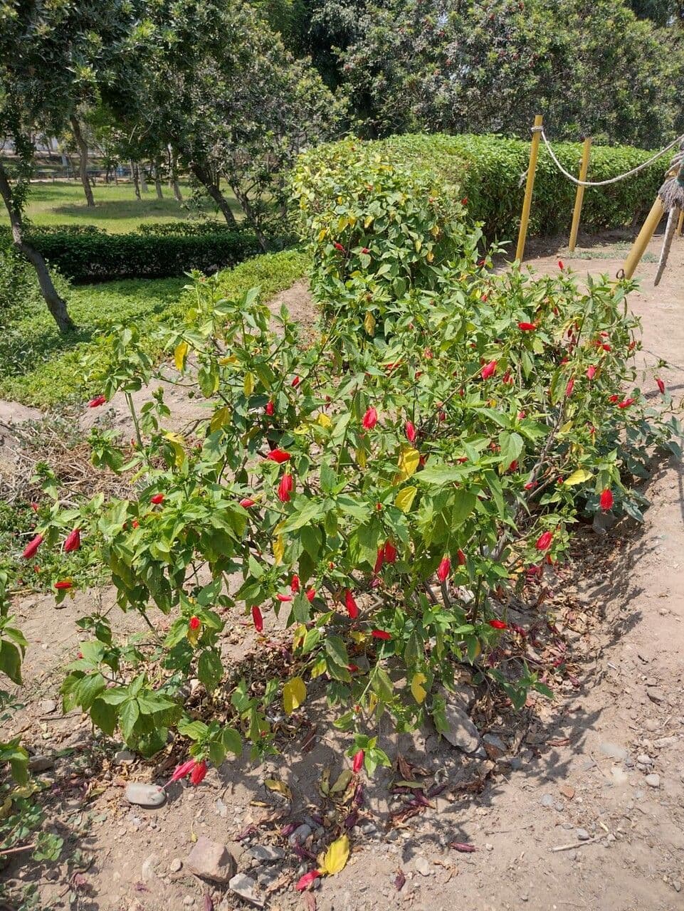 Malvaviscus