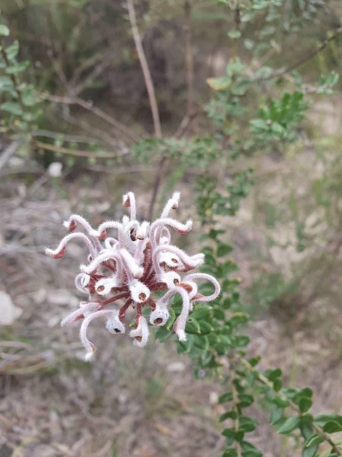 Graue Grevillea 7