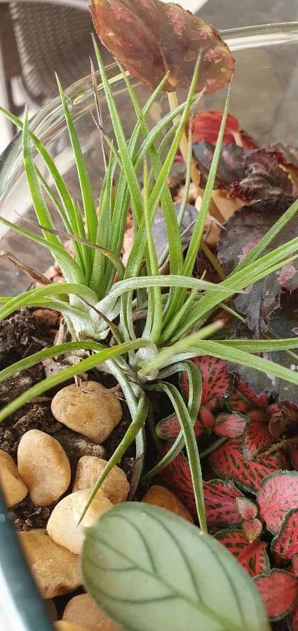 Tillandsia 9