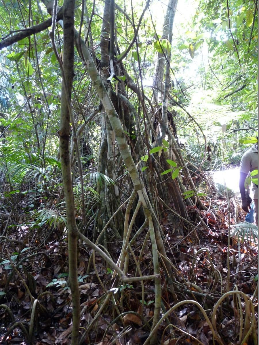 Xylopia