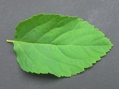 Spiraea media 12