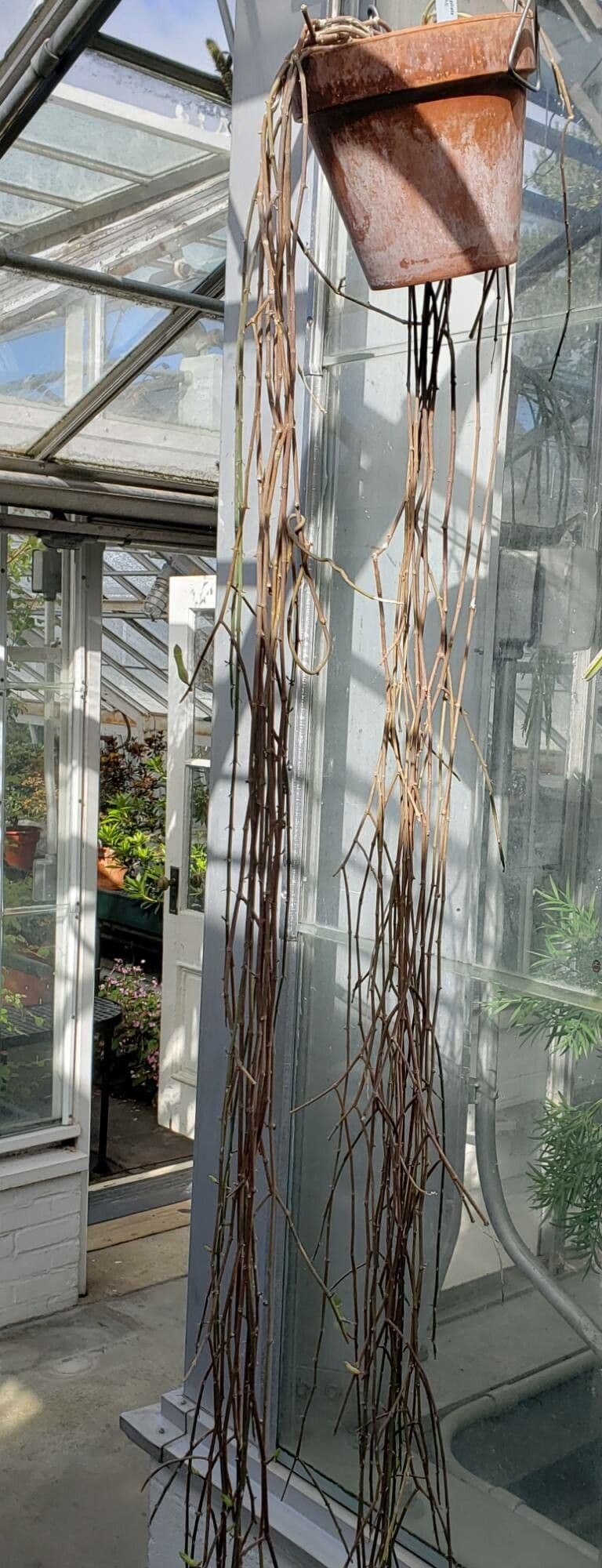 Ceropegia 5