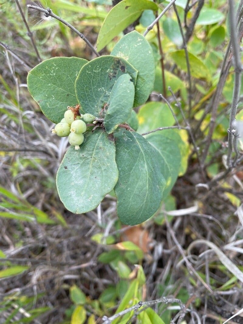 Symphoricarpos occidentalis 4