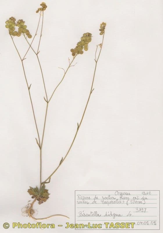 Biscutella 13