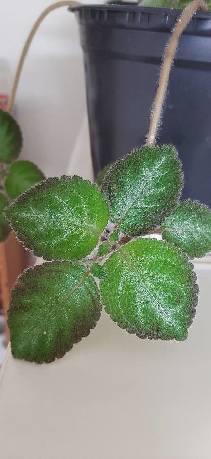 Episcia 14