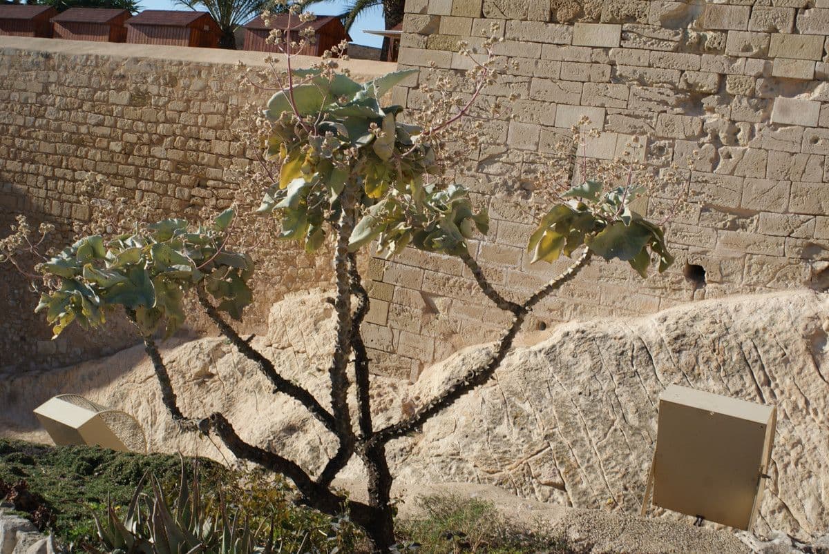 Donkey's ear 12