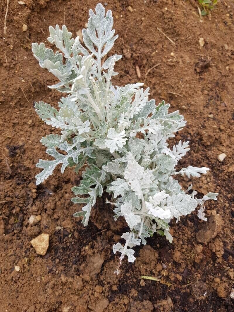 Cineraria 21