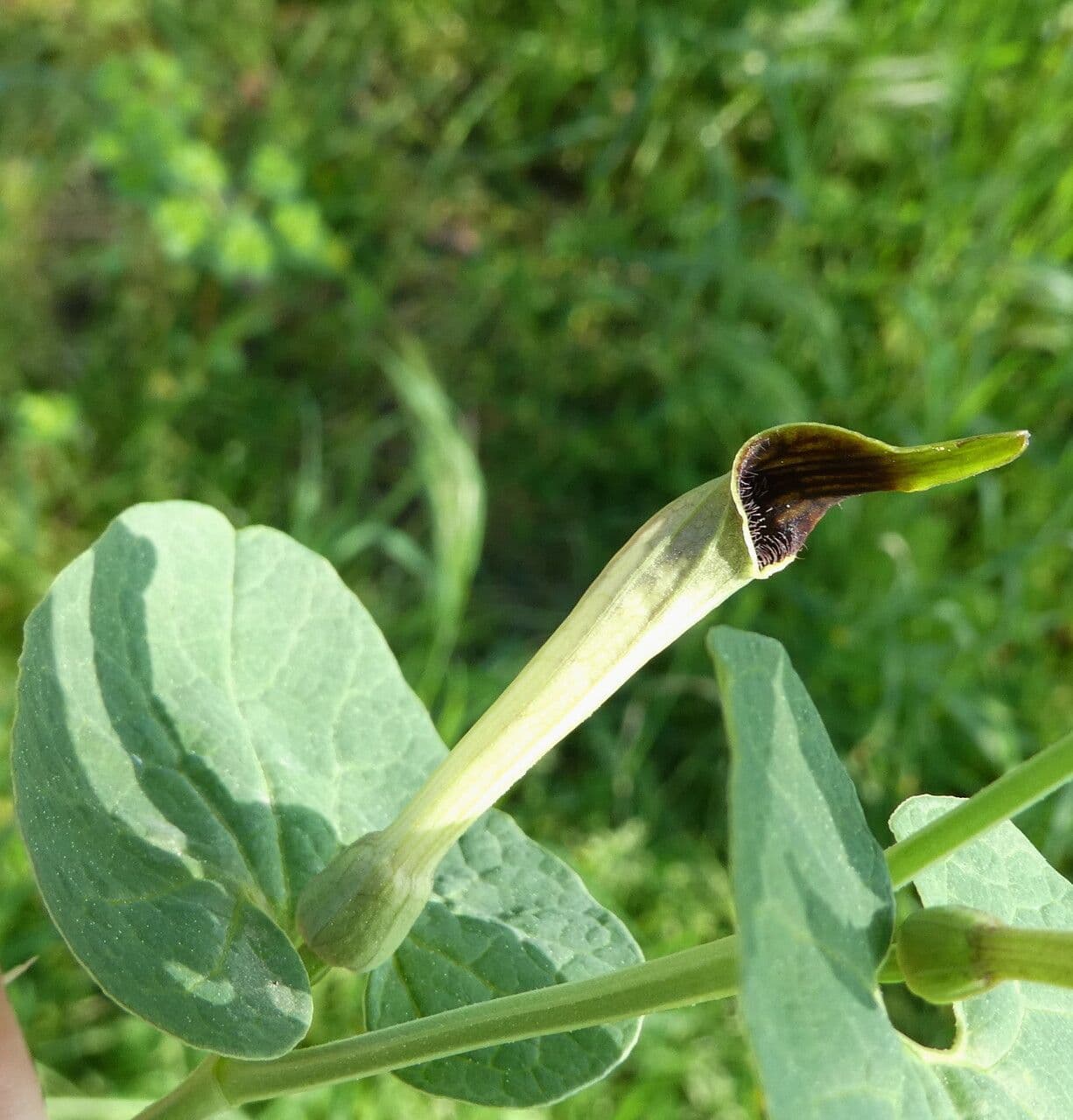 Rostlina 8