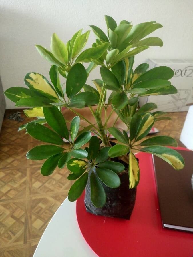 Schefflera 17