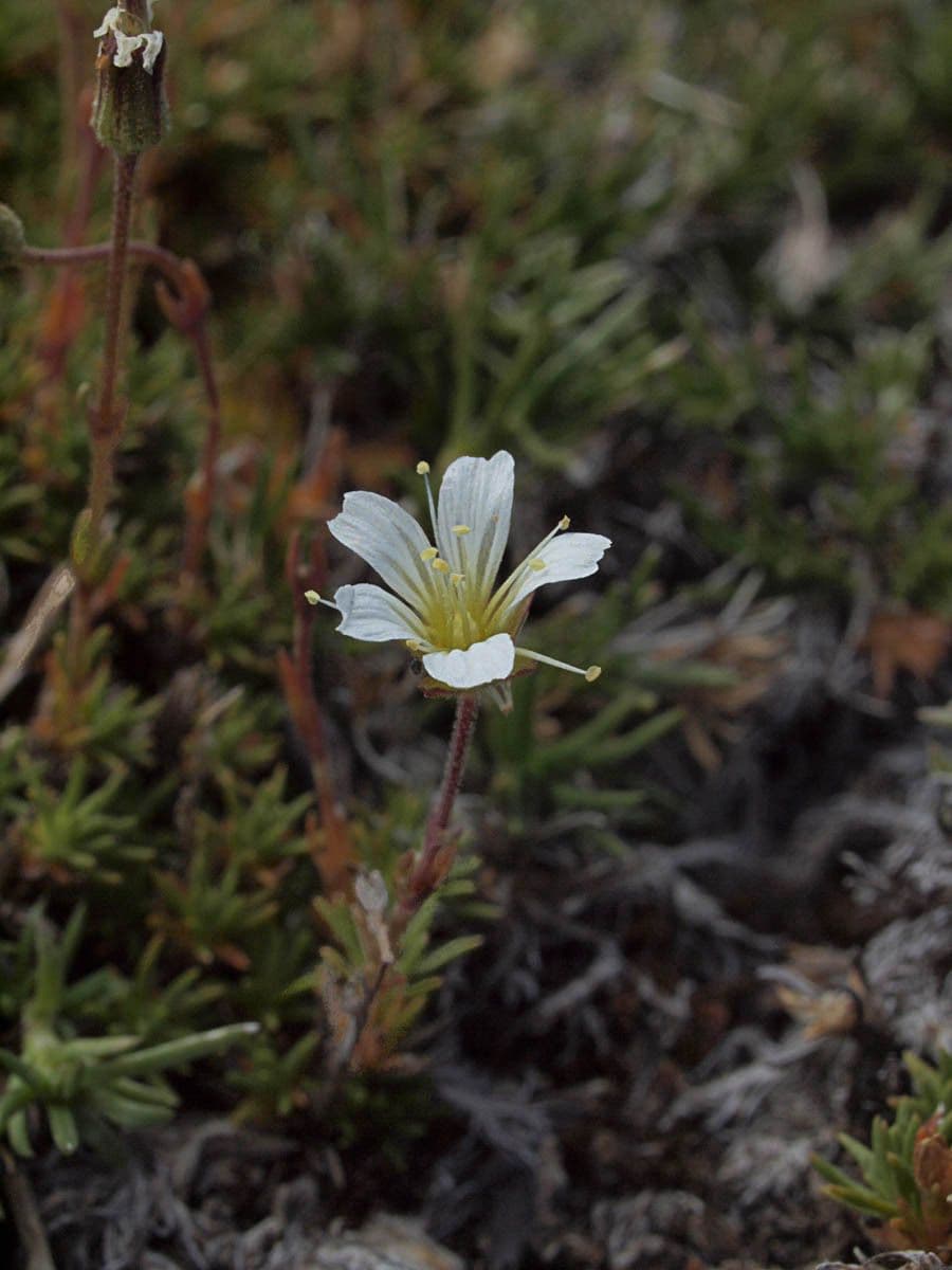 Cherleria obtusiloba 4
