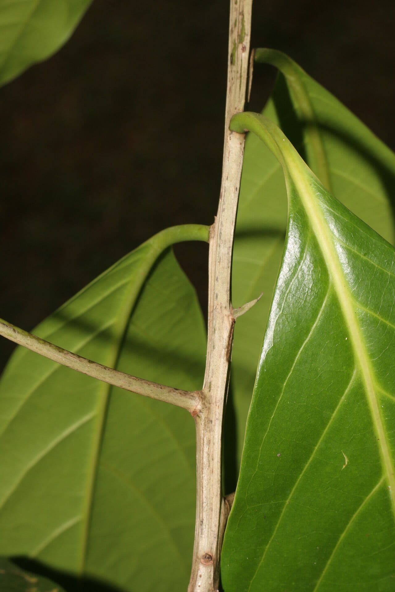 Mespilodaphne macrophylla 18