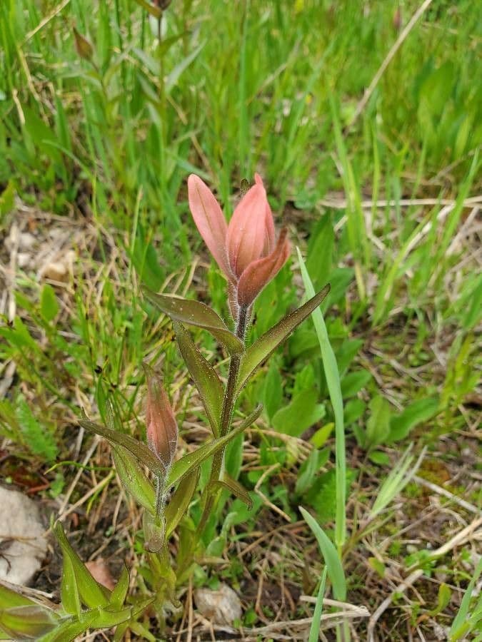 Castilleja 5