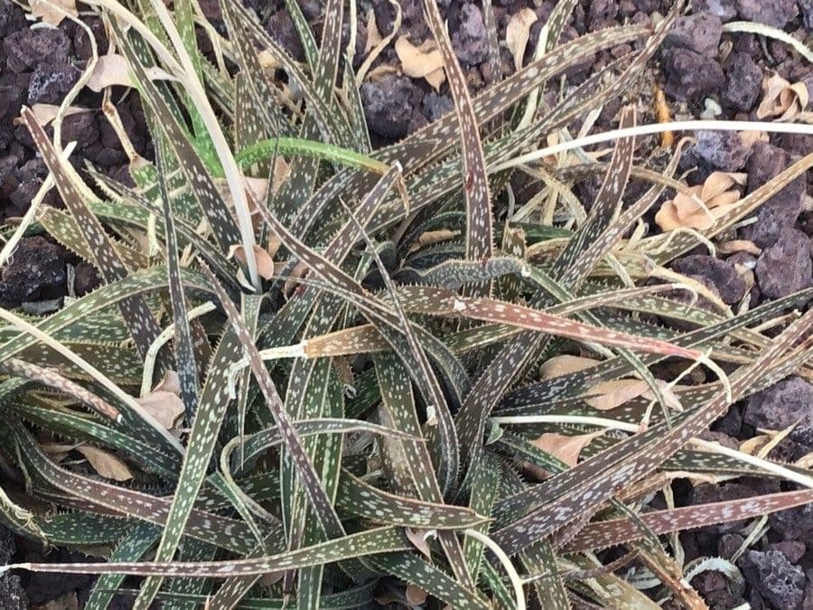 Aloe 5