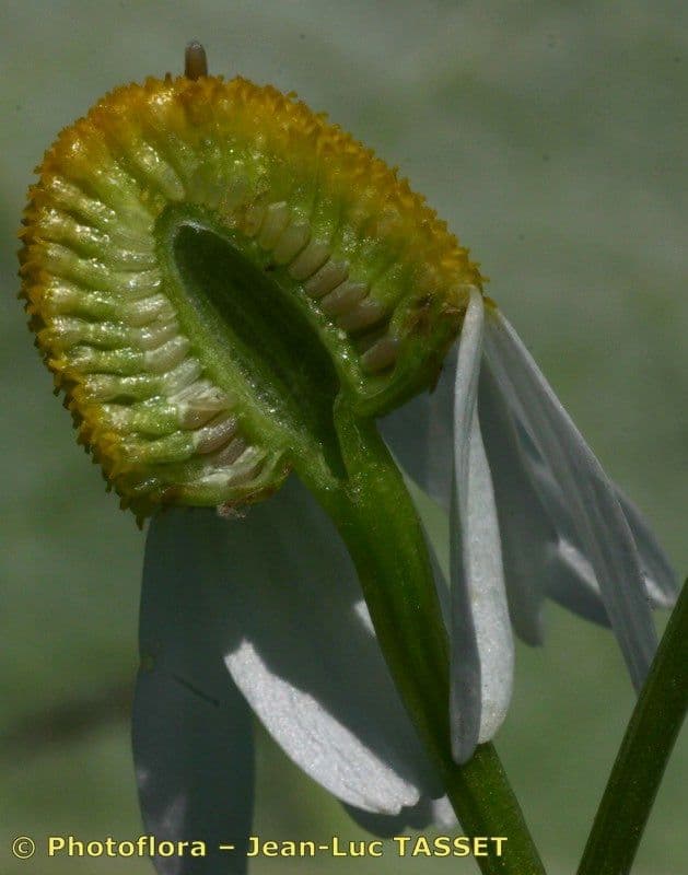 Camomilla comune 3
