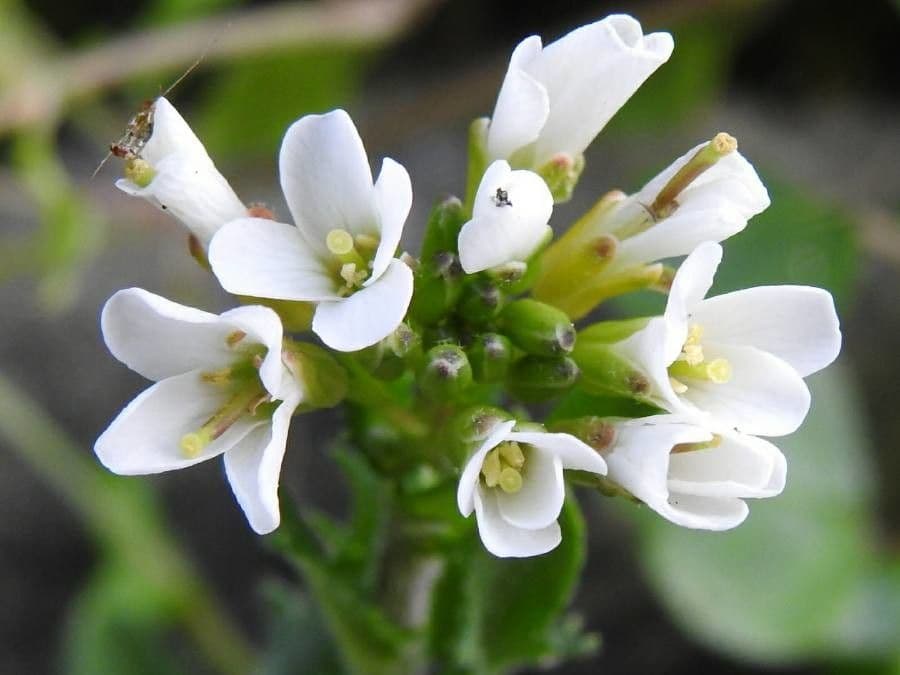 Arabis 10