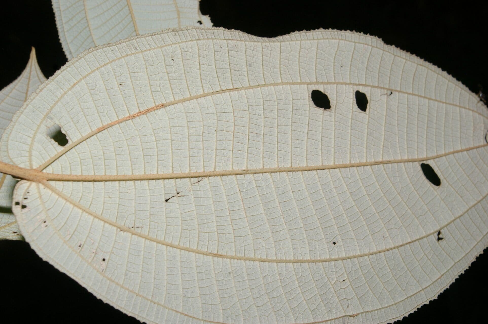 Miconia bubalina 11