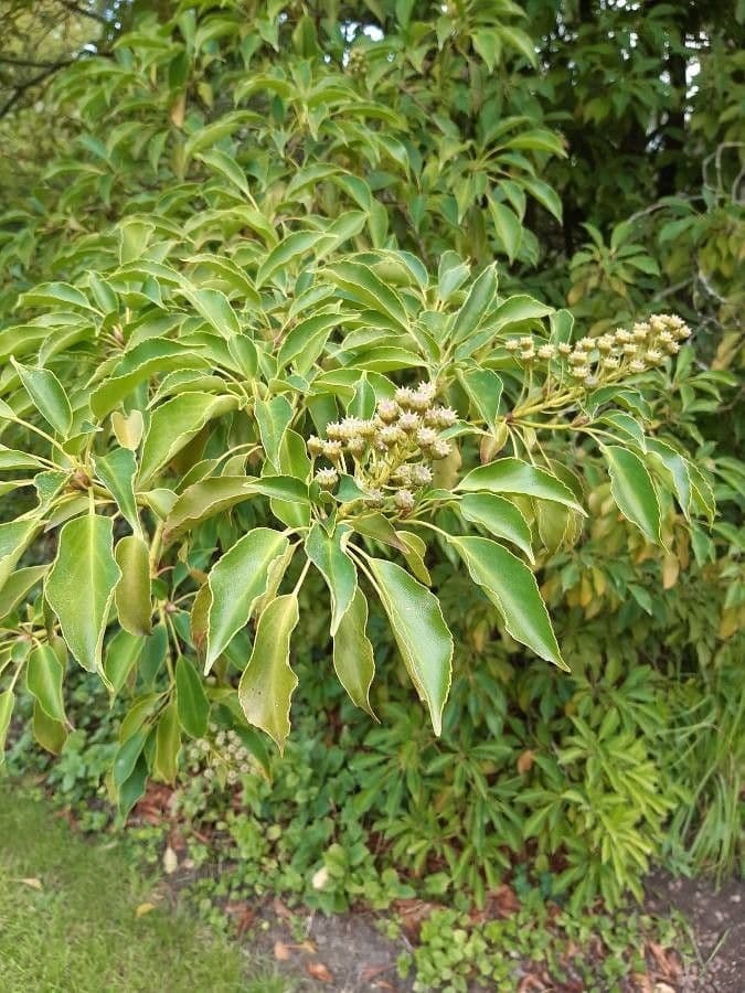 Trochodendron 3