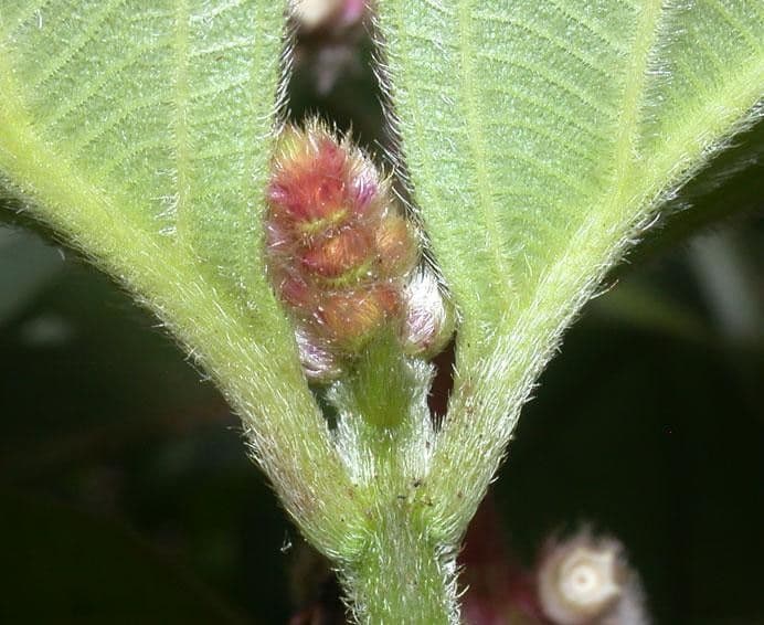 Miconia 9