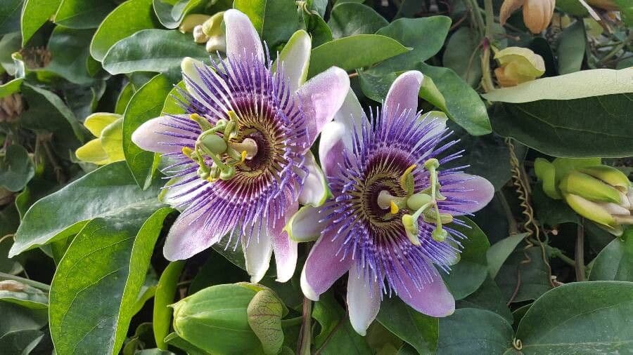 Passiflora morifolia 5