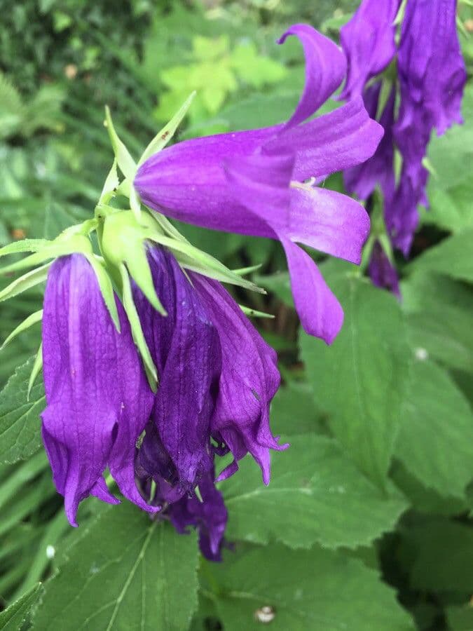 Breitblättrige Glockenblume 8