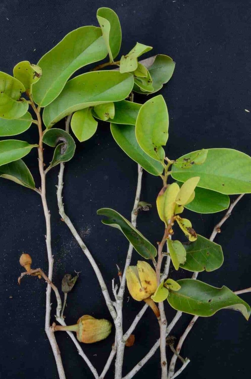 Annona crassiflora 12