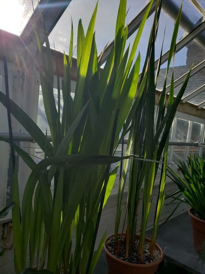 Watsonia 2