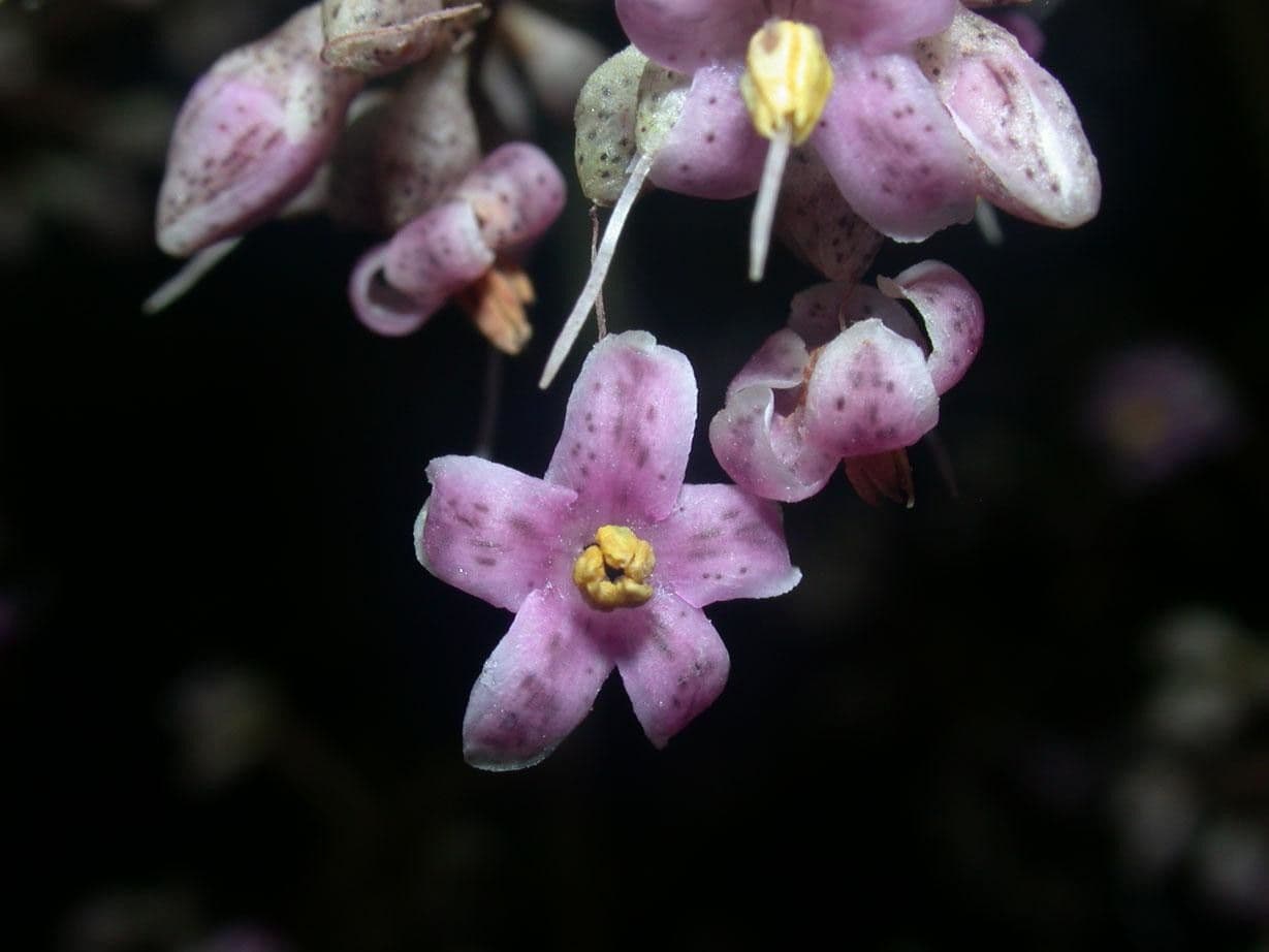 Ardisia 9