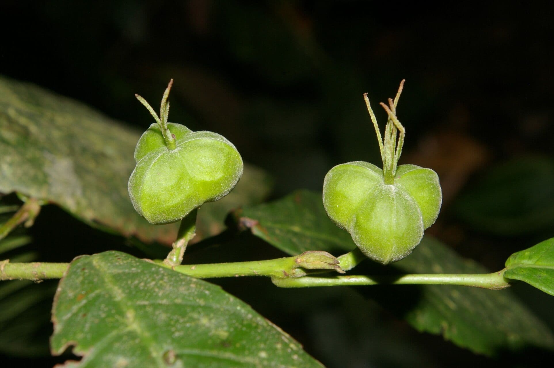 Cleidion 5