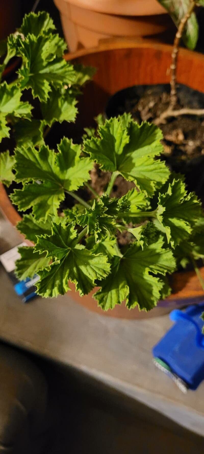 Pelargonio 11