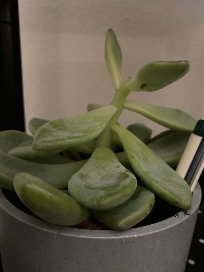 Pachyphytum 6