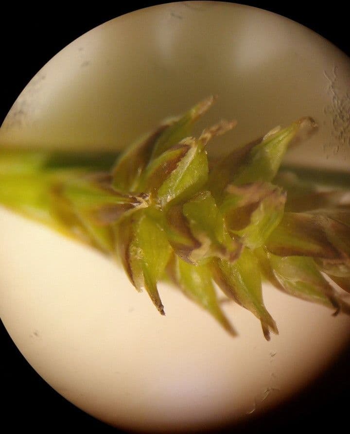 Carex liparocarpos 8