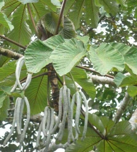 Dipterocarpus 7