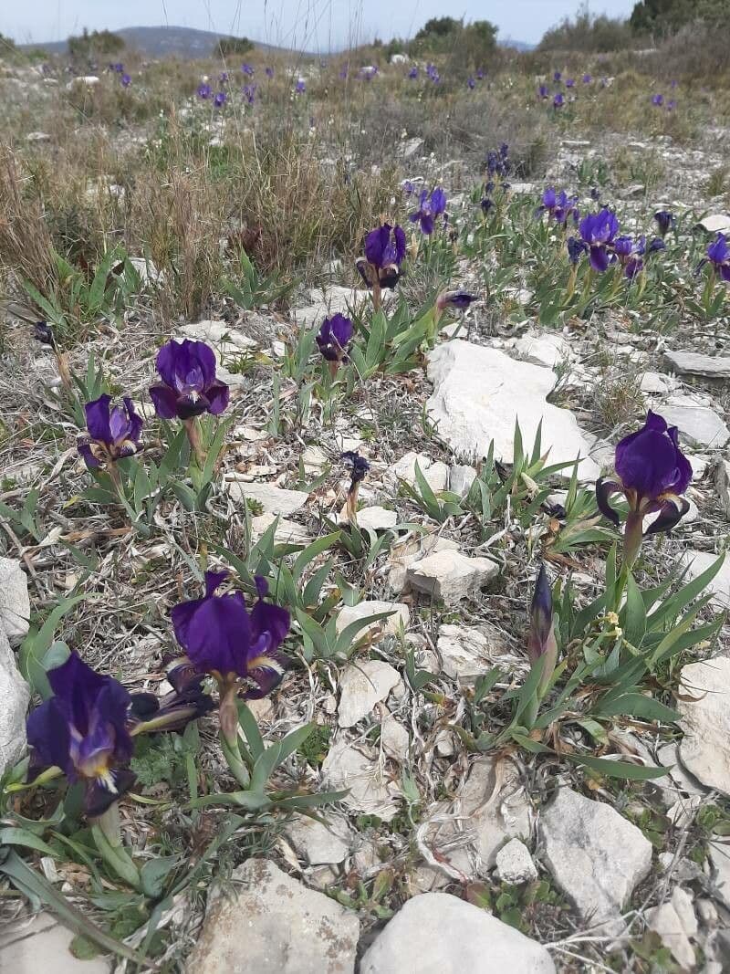 Iris lutescens 18