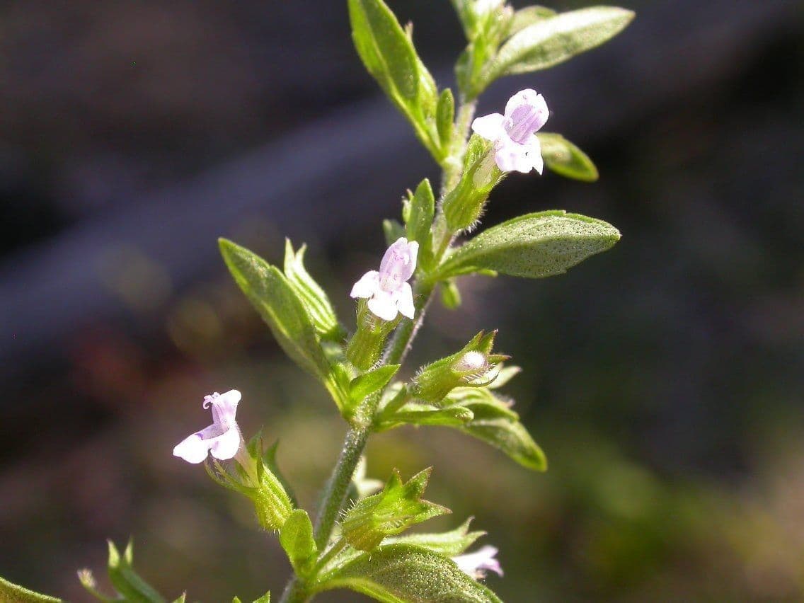 Hedeoma 4