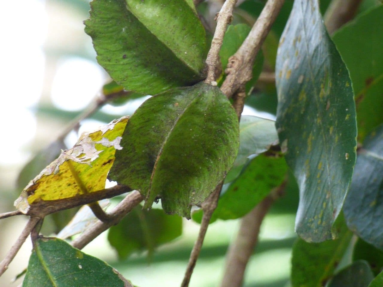 Terminalia arjuna 4