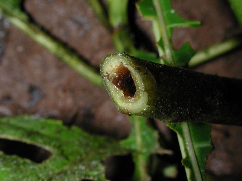 Palicourea 5