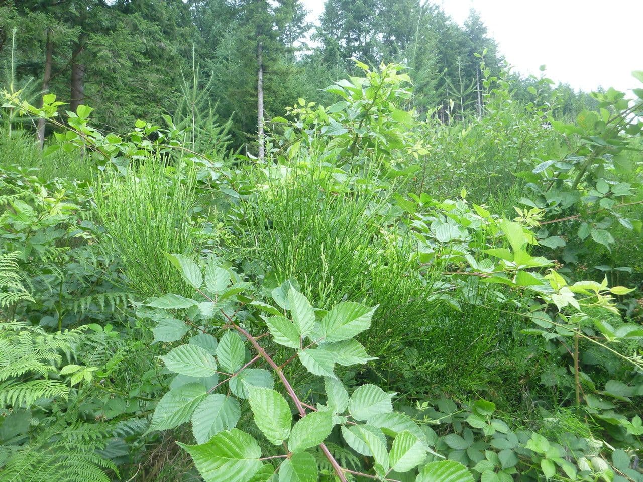 Gefurchte Brombeere 12