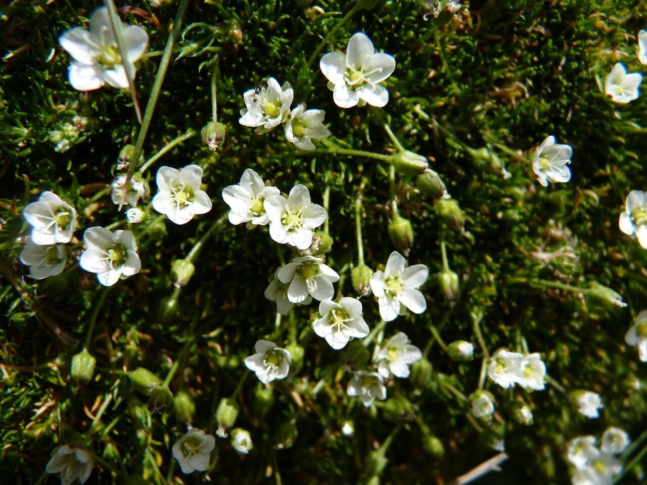 Sagina 5
