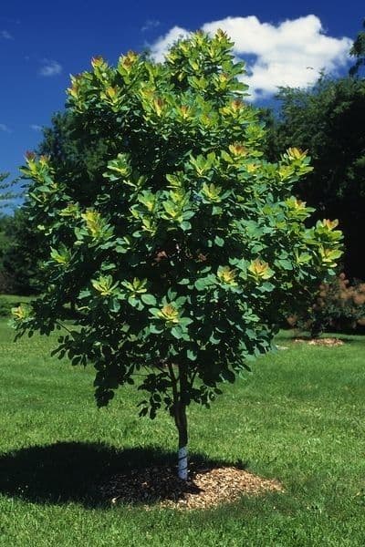Albero dei piumini 11