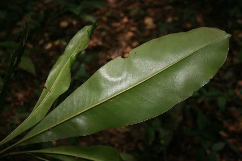 Rhabdodendron 5