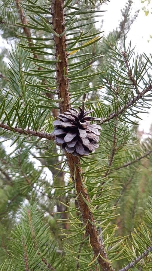 Borovice Banksova 30
