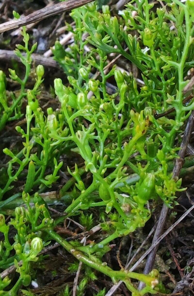 Bastard toadflax 3