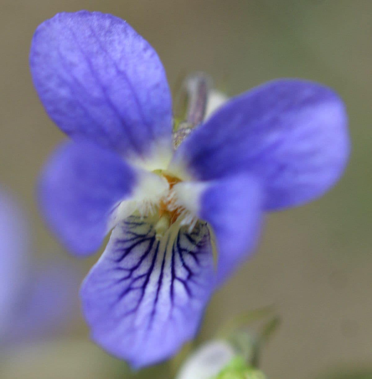 Viola rupestre 2