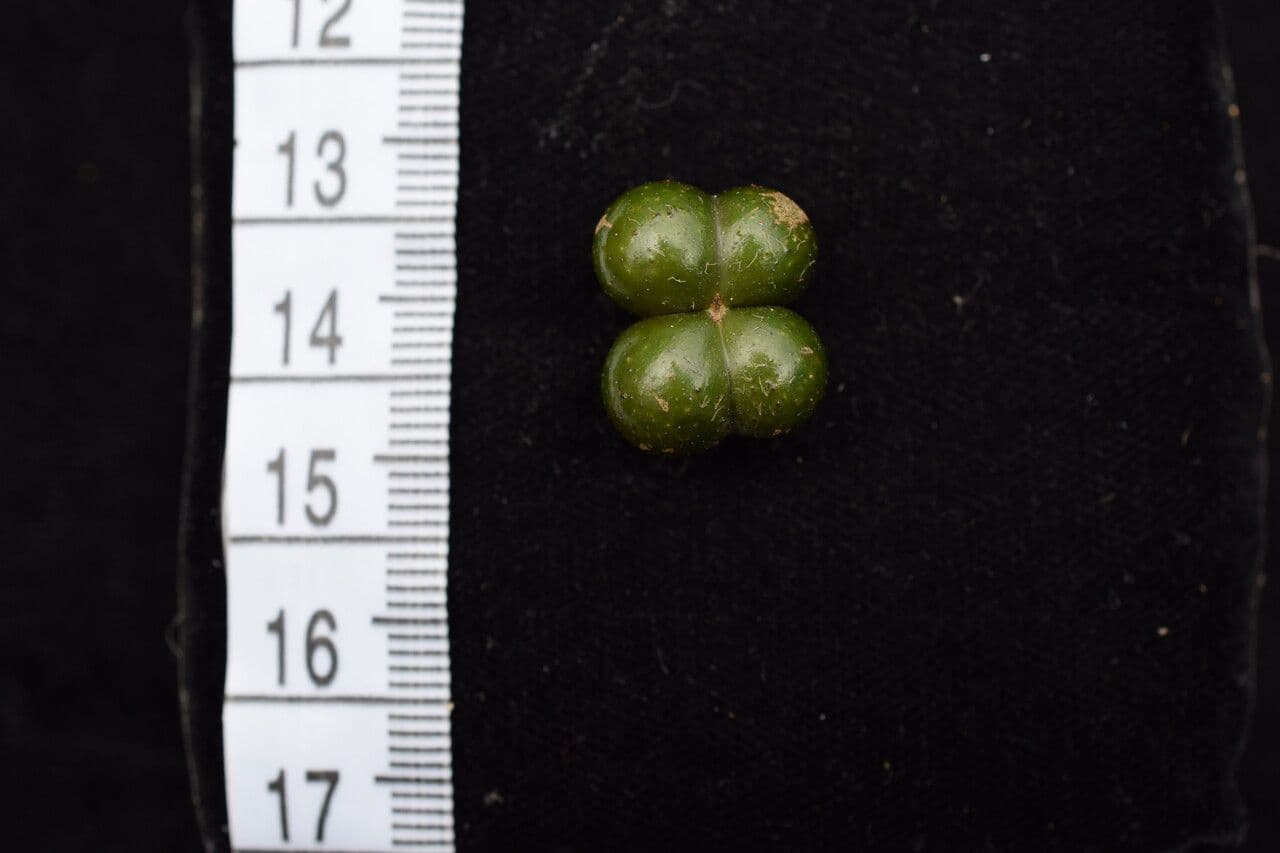 Grewia 3