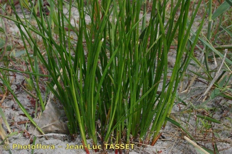 Juncus anceps 14